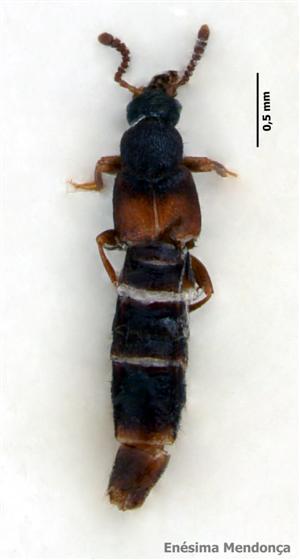 Phloeopora testacea (Mannerheim, 1830)